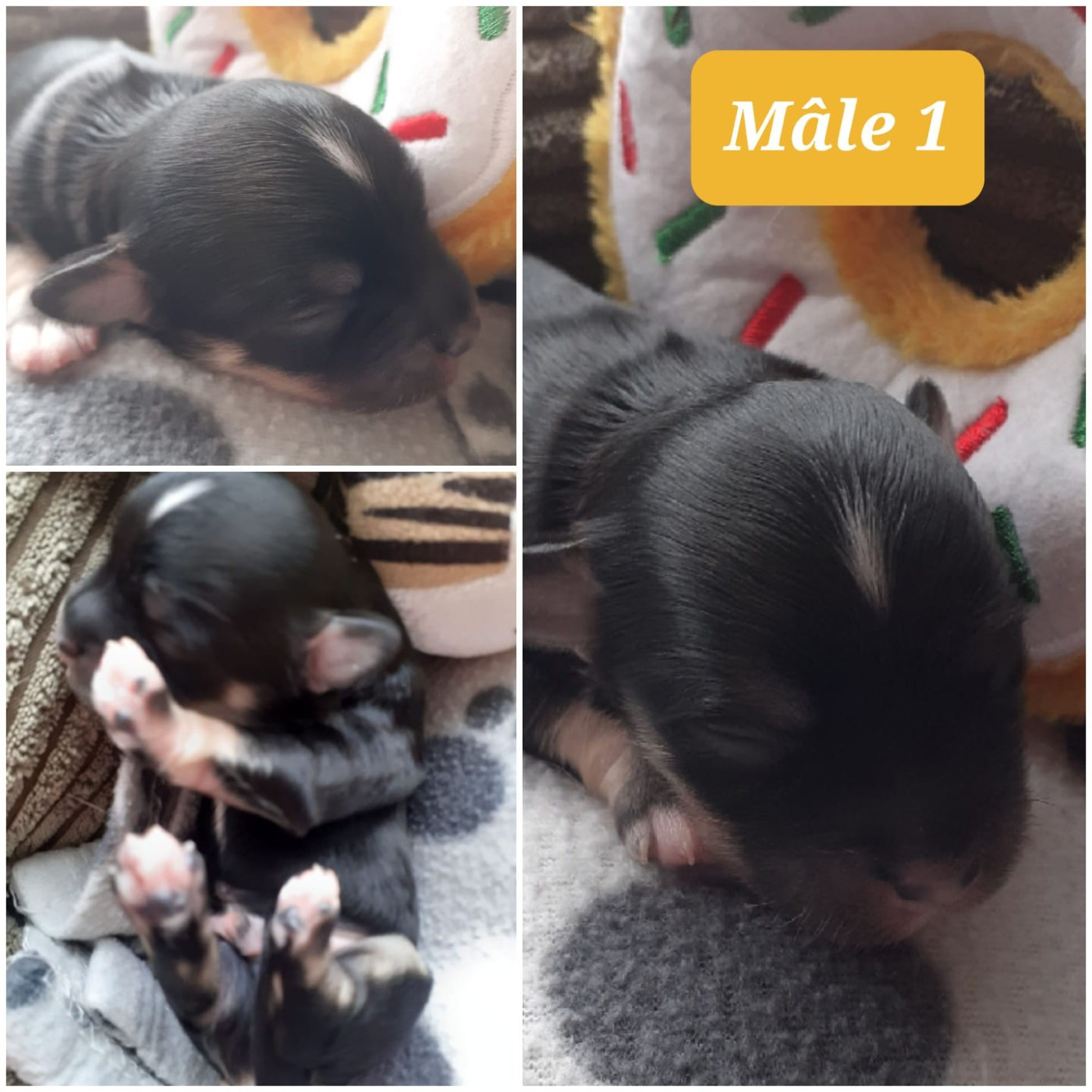 Laurence Troël - Chiots disponibles - Bichon Havanais