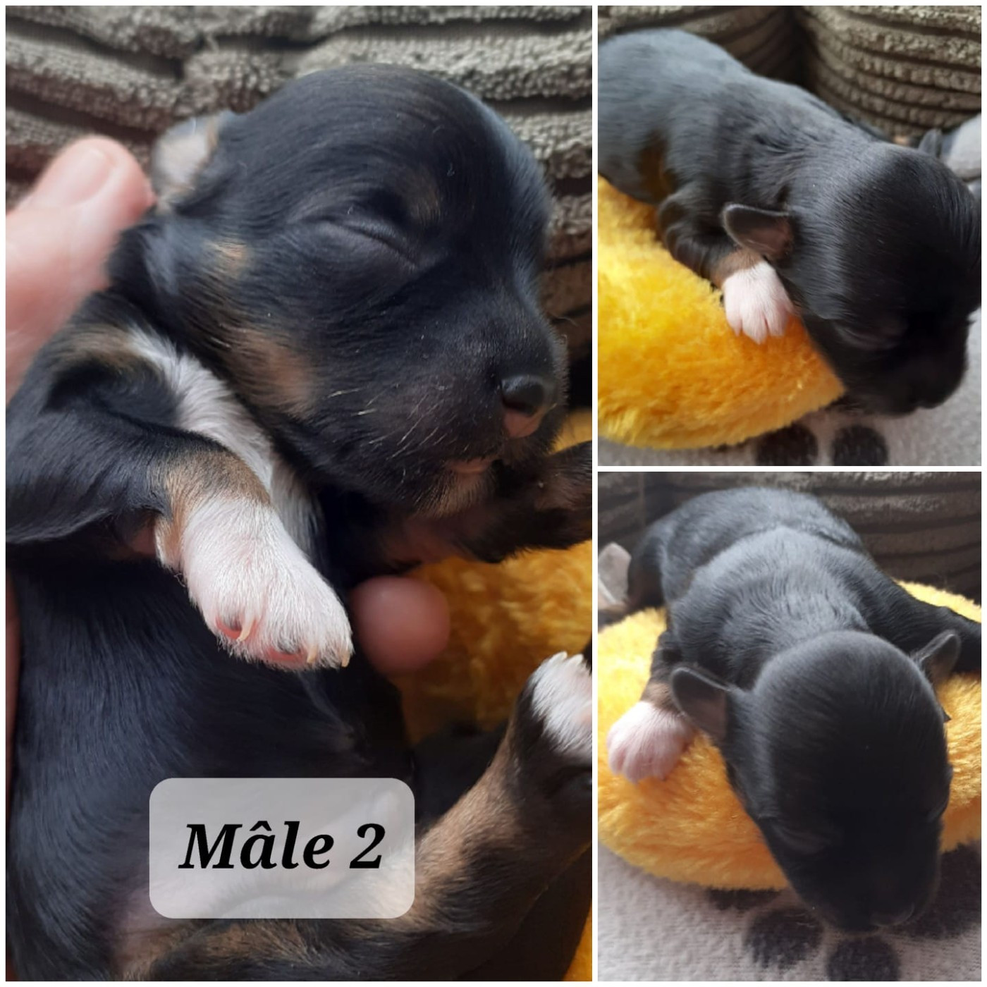 Laurence Troël - Chiots disponibles - Bichon Havanais