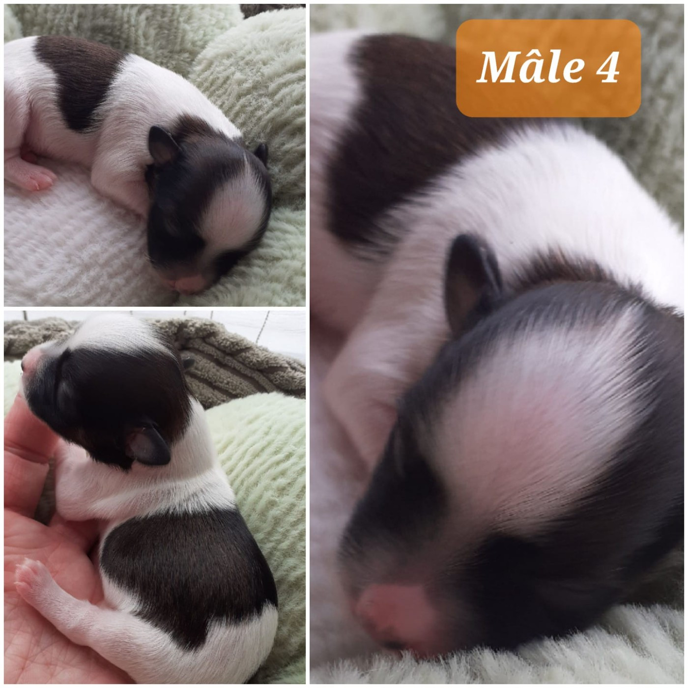 Laurence Troël - Chiots disponibles - Bichon Havanais