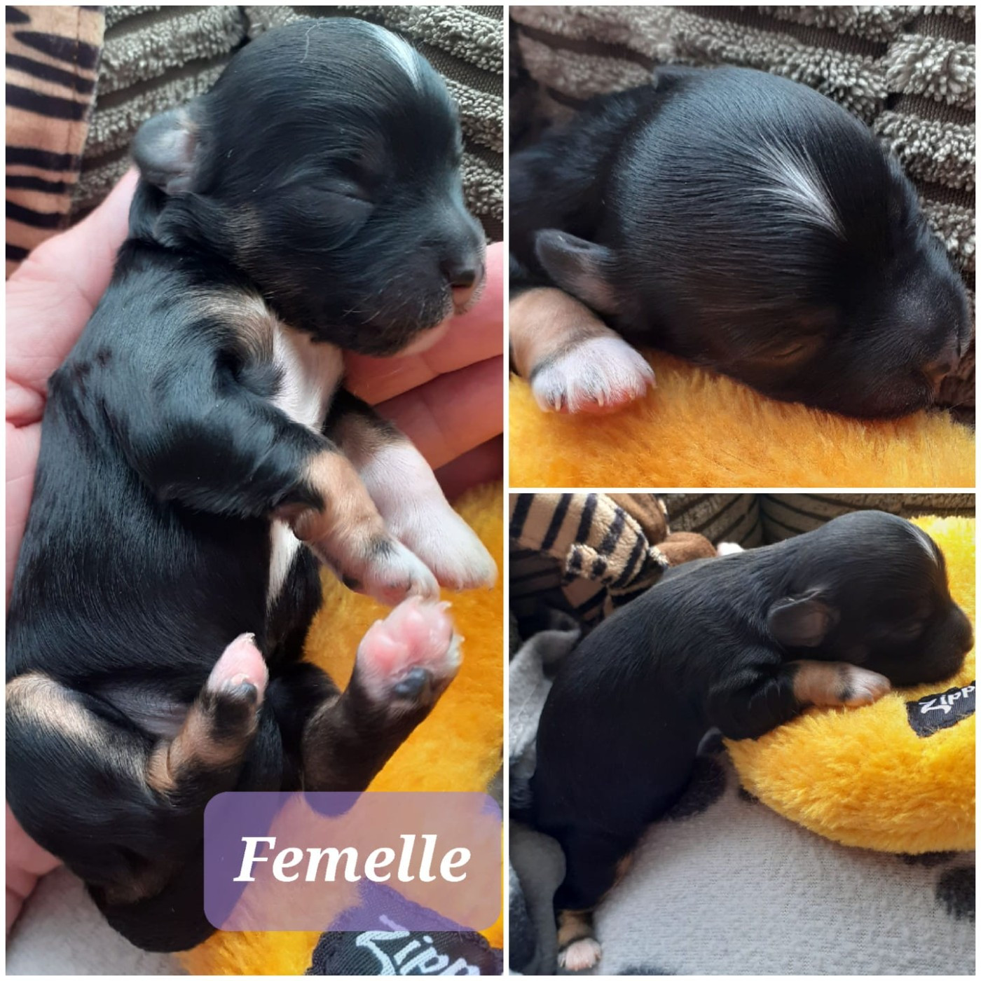 Laurence Troël - Chiots disponibles - Bichon Havanais