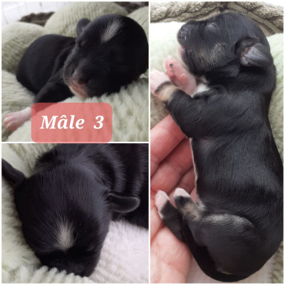 Chiot N°3